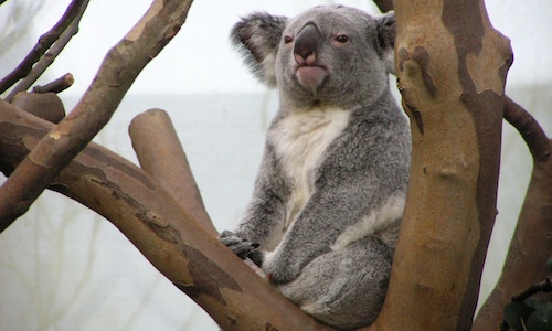 Karmic Koala Karmic Koala